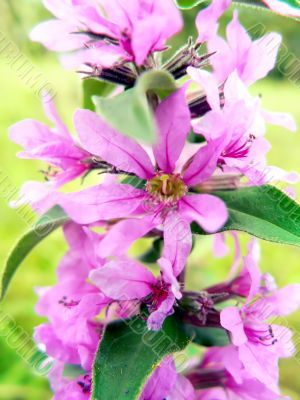 purple wildflowers