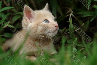 the kitten the kitten