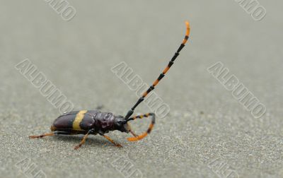 the bug the bug