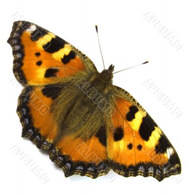 The butterfly with yellow - orange wings.