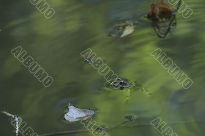Frog in a water
