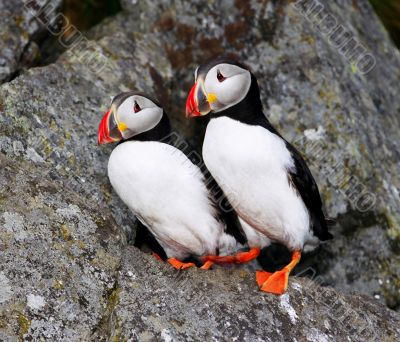 Two fraterculas (puffins) on the cliffnear hole.