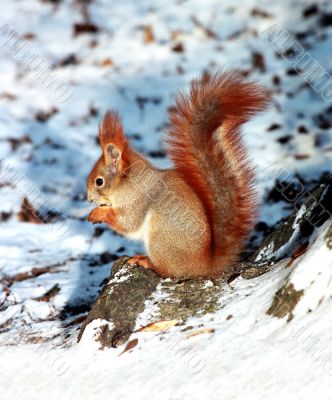 Grey squirrel, red tail on the snow.