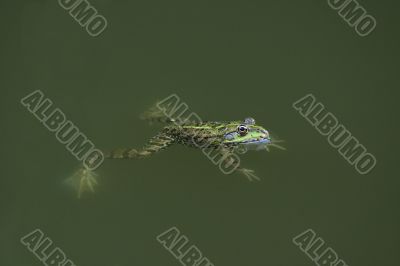 Frog in the green water