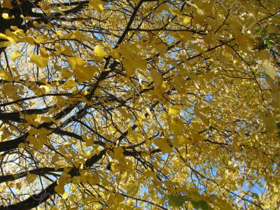 trees in the autumn