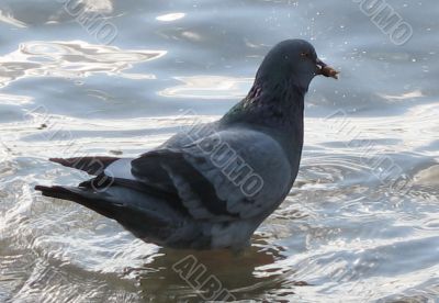 dove in the water