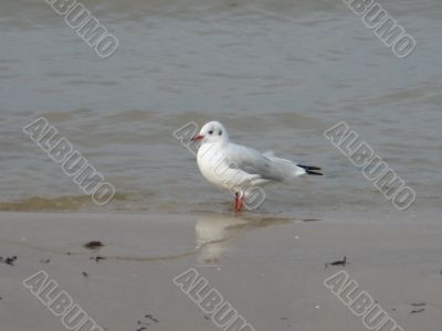 gull on the beach