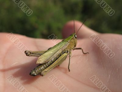grasshopper on the palm