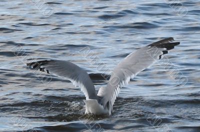 gull on the start to fly