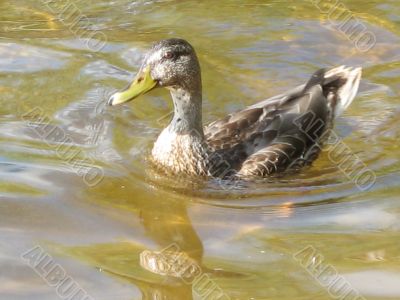 swimming duck