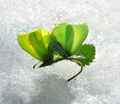 Two green butterflies.