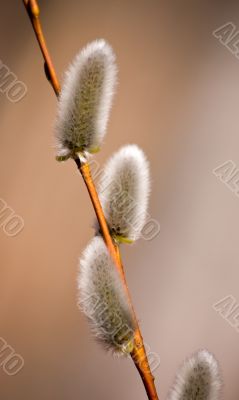 Pussy-willow
