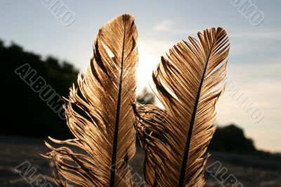feathers against the sun