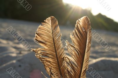 feathers against the sun