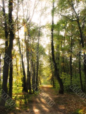 Rays of light in the forest