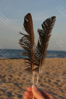 feathers against beach