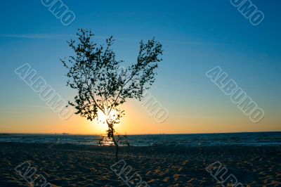 lonely sunset tree