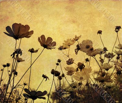 old-fashioned flower