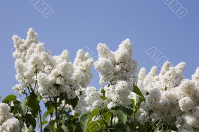 White lilac