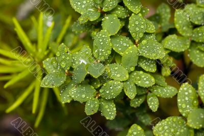 Leaves of a blueberry