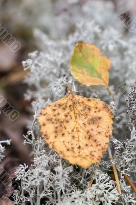The beginning of the autumn