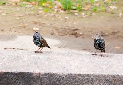 Two starlings