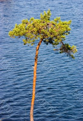 Tree above lake