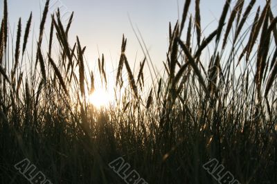 rushes in the setting sun