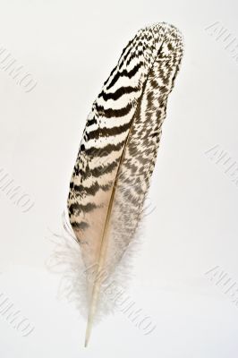 Feather