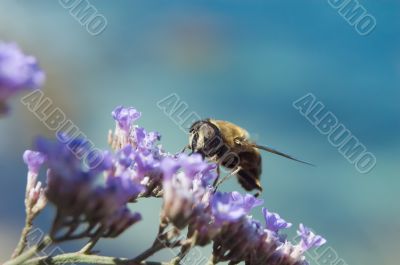 bee on flowers