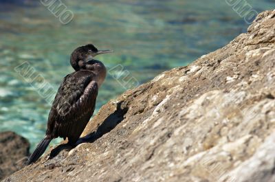 cormorant cormorant