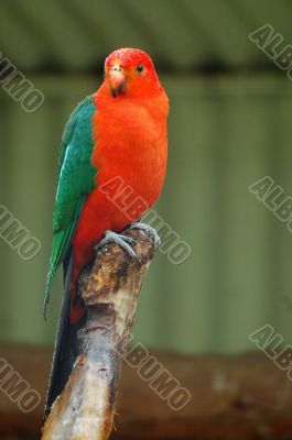 red parrot