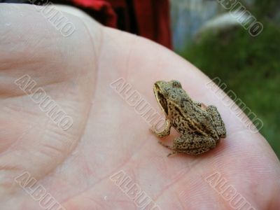 mini frog