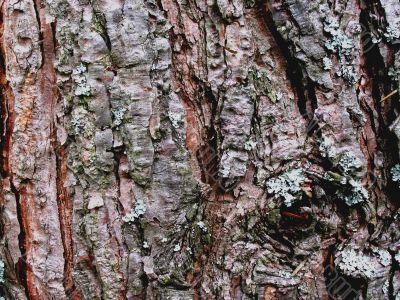 bark background