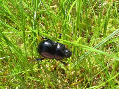 dung beetle #2