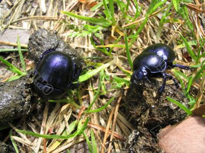 dung beetles working
