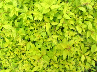 leaf background