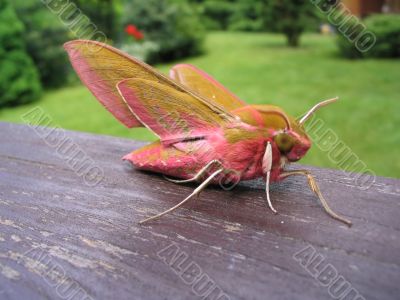Small Elephant Hawk - Deilephila porcellus