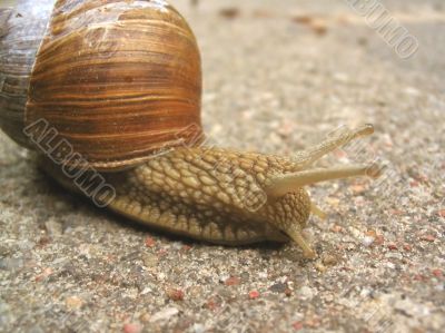 snail close-up
