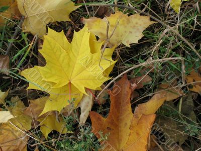 Yellow leaves of maple on the grass Yellow leaves of maple on the grass