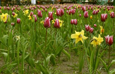 tulips and daffodils