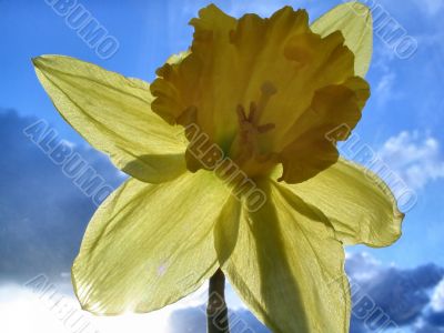 daffodil
