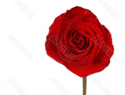 Red Rose Isolation