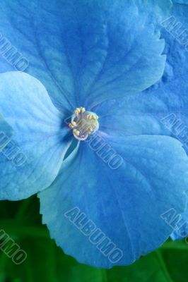 Beauty blue flower