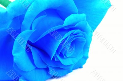 Blue rose