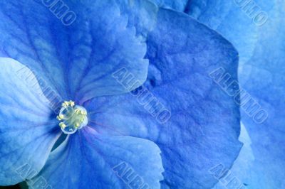 Beauty blue flower