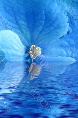 Blue flower in water