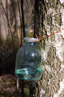Birch sap