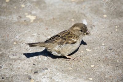 Sparrow with sunflower seeds