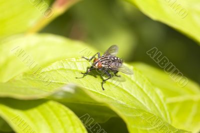 The fly among foliage